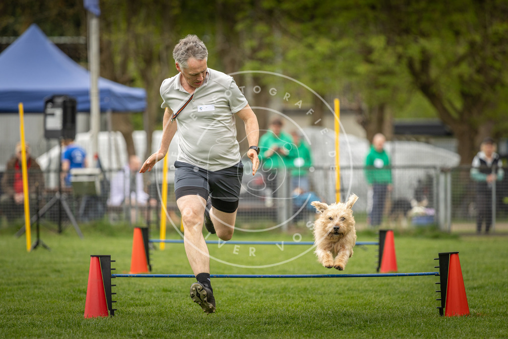 Pfotenfotografie_DV3A2641 | Hundefotografie, Tierfotograf, Pfotenfotografie, Fotoshooting Hund, Hunde Portrait, Hundesport, Hundeportraits, Heideshooting, Hunde, Sportfotograf, Hundefotograf, Turnierhundsport, THS,  - Realisiert mit Pictrs.com