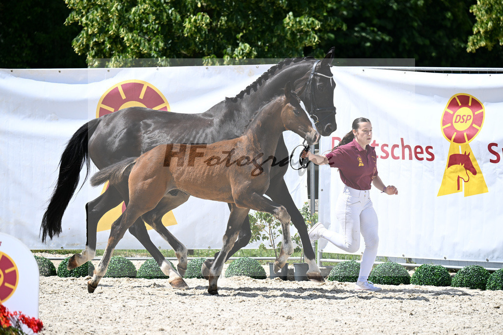 Kat-Nr. 8 Va Bene x De Niro_HF_Eder_15250297 | hf-fotografie - Realisiert mit Pictrs.com