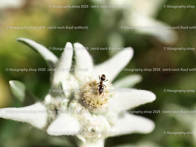 titusgraphy_P7032054-vz-ln_pe | titusgraphy-shop: Geschenkideen mit Qualitätsfotos. titusgraphy-shop: gift ideas with quality photos. titusgraphy-shop: idées cadeaux avec photos de qualité.  - Realisiert mit Pictrs.com