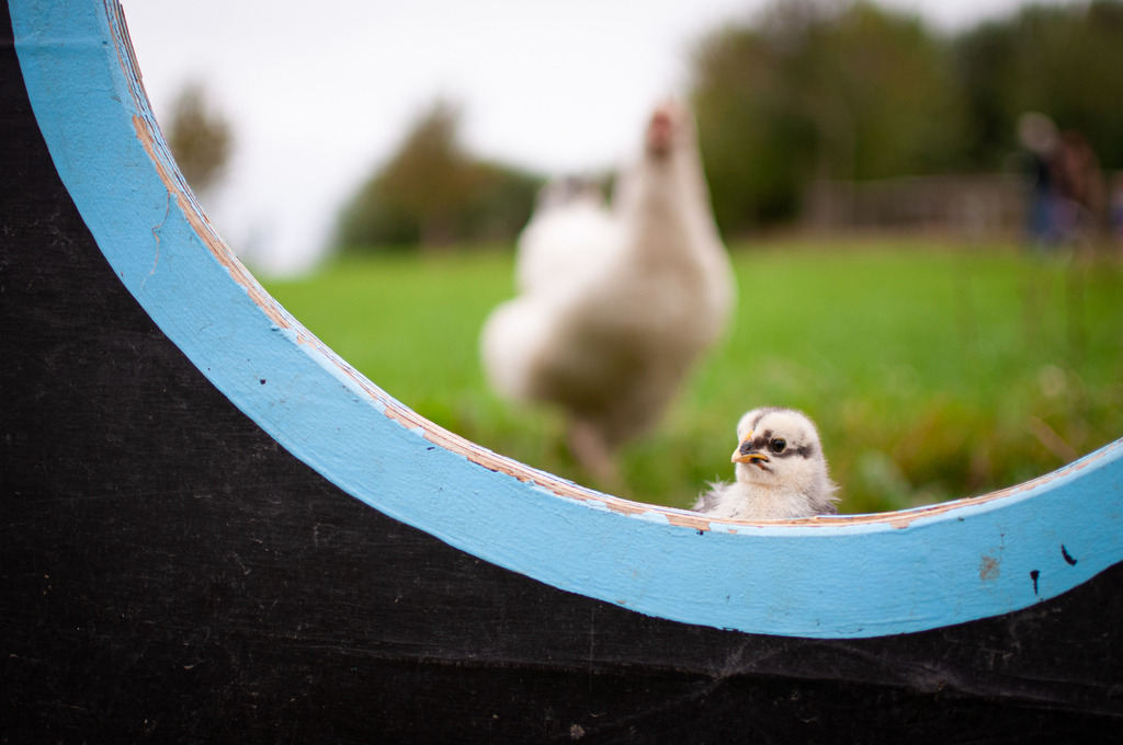 DSC_2886 | kaefersammler_roy - Realisiert mit Pictrs.com