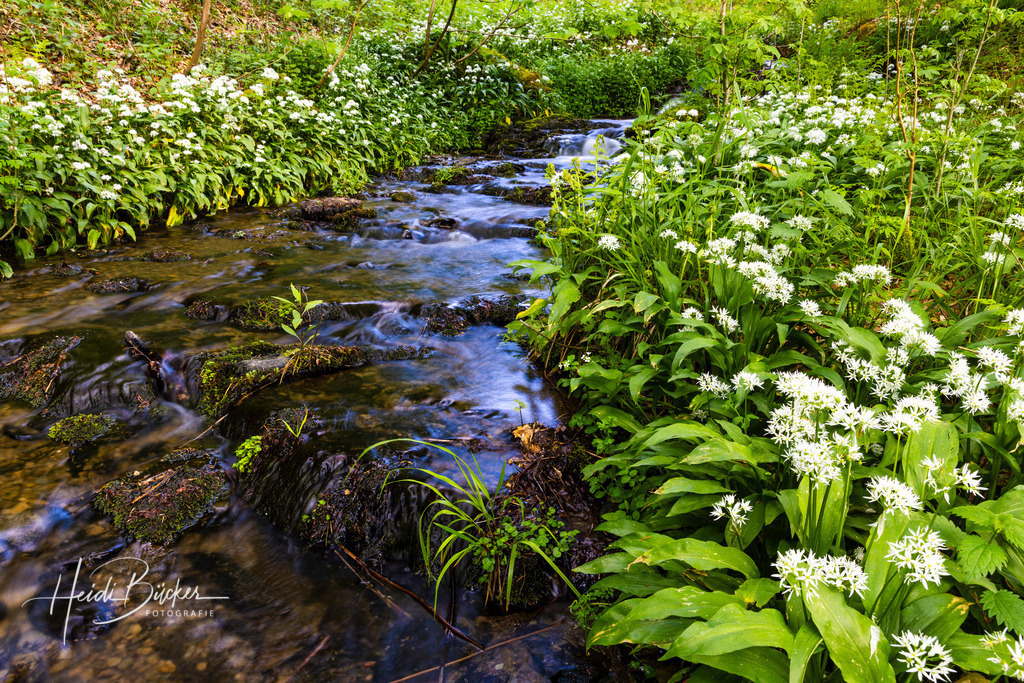 Blühender Bärlauch  | Blühender Bärlauch an einem Bachlauf - Realisiert mit Pictrs.com