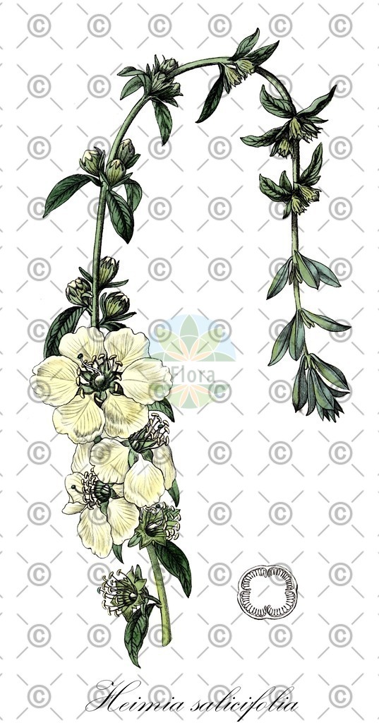 HistAbb_wfo-0000981047_1_ENZY_Simple | Historische Abbildung von Heimia salicifolia - Lythraceae | Historical Illustration of Heimia salicifolia - Lythraceae