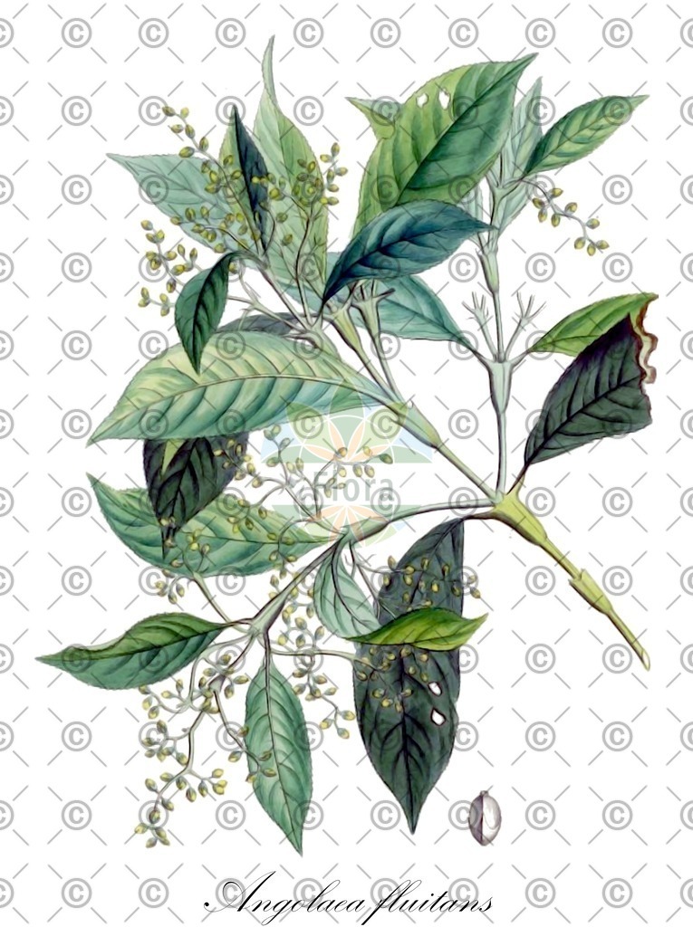 HistAbb_wfo-0000536542_515_ENZY_Simple | Historische Abbildung von Angolaea fluitans - Podostemaceae | Historical Illustration of Angolaea fluitans - Podostemaceae