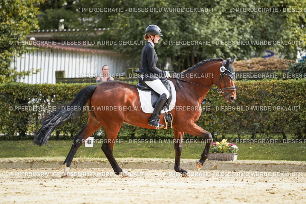 DSC04386 | Pferdegrafie