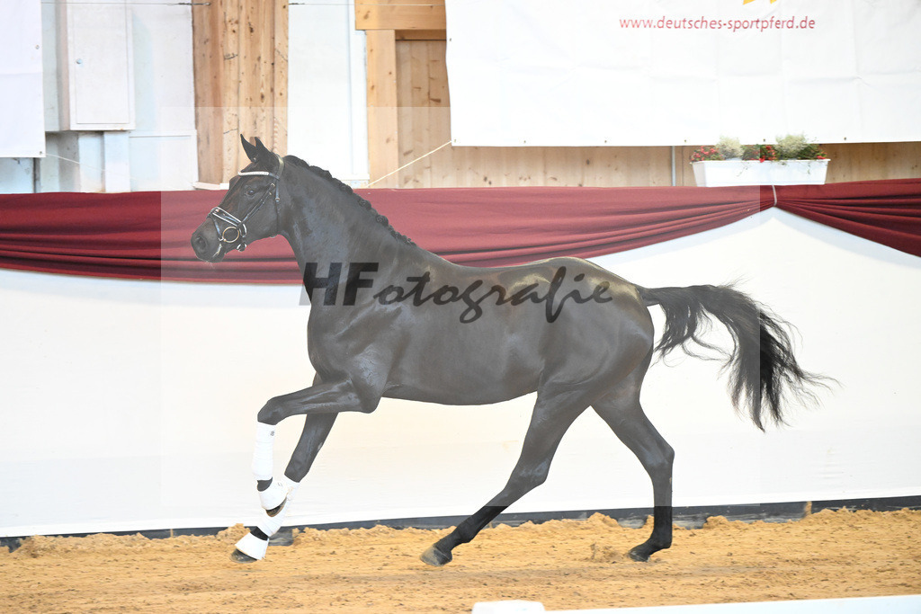 Kat-Nr. 6 v. Bohemian_Albert_66221553 | hf-fotografie - Realisiert mit Pictrs.com