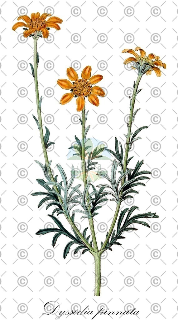 HistAbb_wfo-0000947252_1_ENZY_Simple | Historische Abbildung von Dyssodia pinnata - | Historical Illustration of Dyssodia pinnata - 