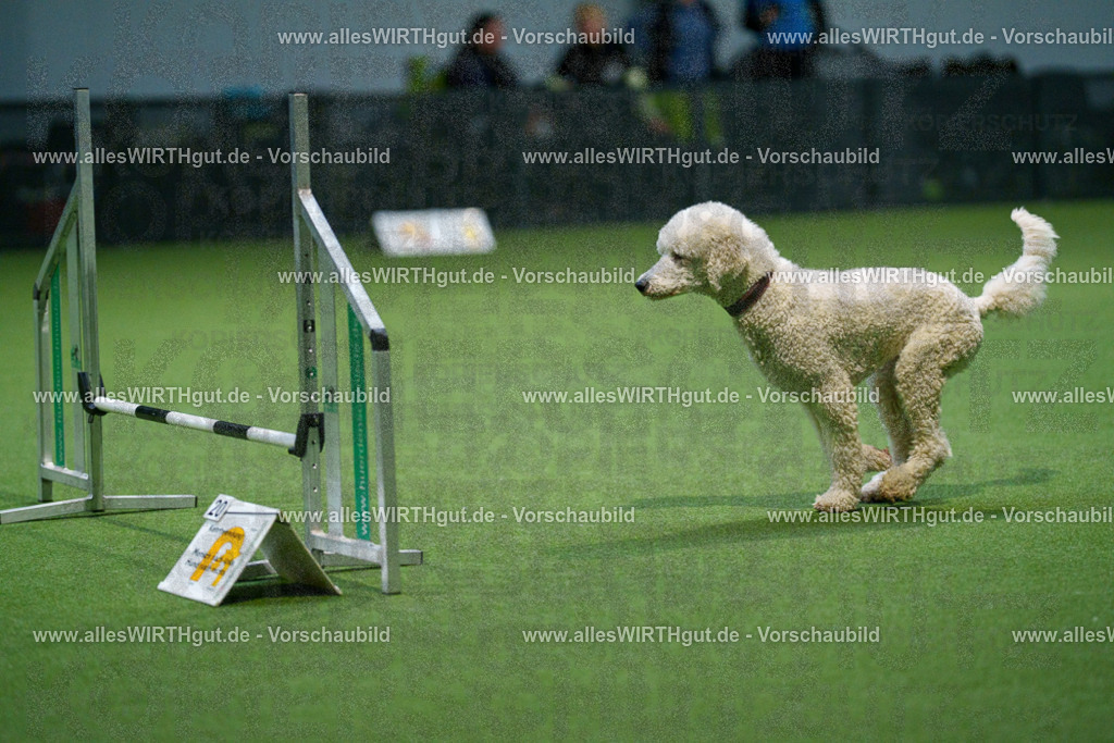 7R509911 | Professionelle Tierfotografie in Mönchengladbach von Daniel Wirth (allesWIRTHgut). Liebevolle & natürliche Bilder von Hunden & Katzen für unvergessliche Erinnerungen.