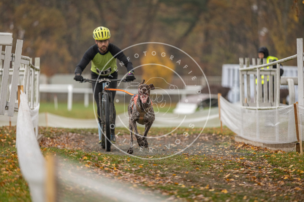 CaniXpix_DV3A7804 | Hundefotografie, Tierfotograf, Pfotenfotografie, Fotoshooting Hund, Hunde Portrait, Hundesport, Hundeportraits, Heideshooting, Hunde, Sportfotograf, Hundefotograf, Turnierhundsport, THS,  - Realisiert mit Pictrs.com