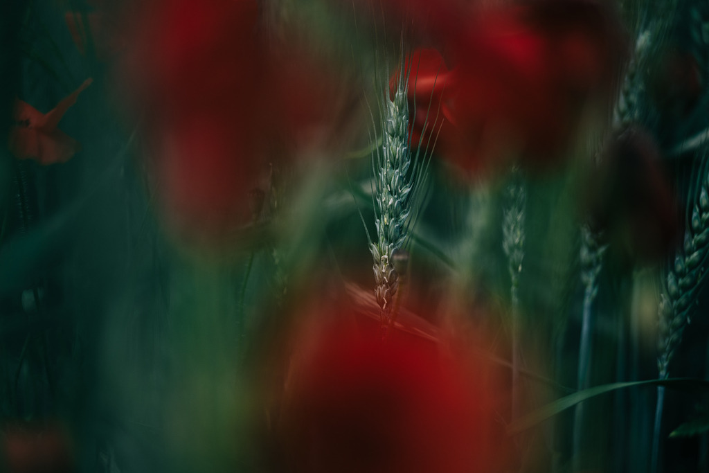 Roggen mit Mohn | Simone Sonderegger Photography
