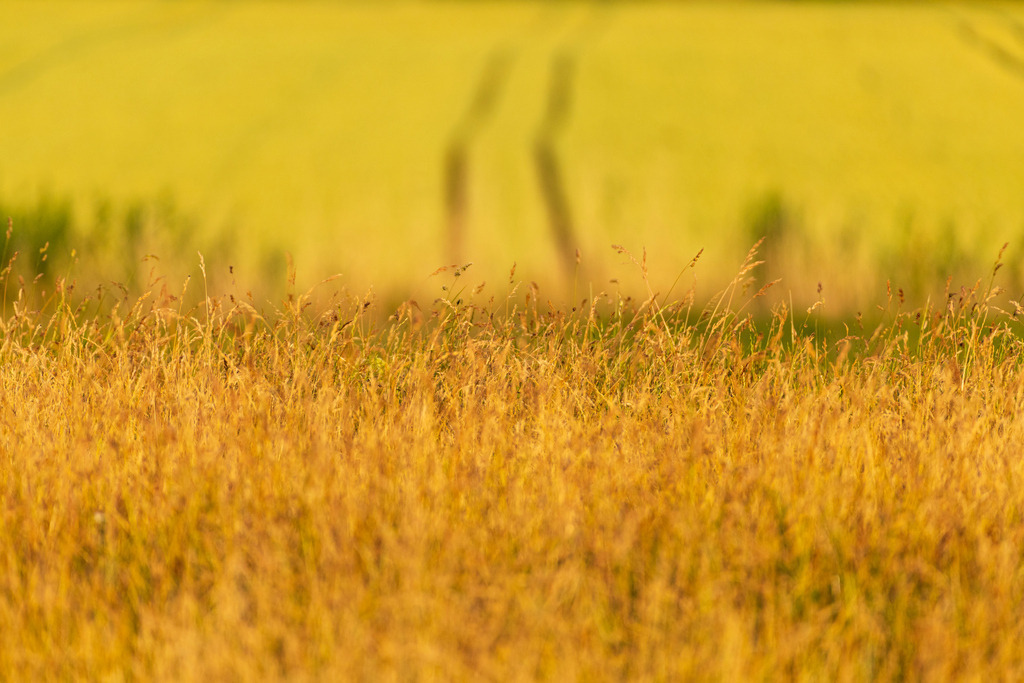 2022_06_29_HETLINGER-SCHANZE_MCP0181 | Hochwertig gedruckte Fotografien für die Wand, als Kalender und zum Verschenken. Hamburg & Norddeutschland und überall wo ich mit der Kamera unterwegs war.