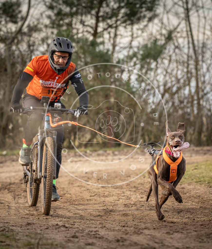 Pfotenfotografie_DV3A7633 | Hundefotografie, Tierfotograf, Pfotenfotografie, Fotoshooting Hund, Hunde Portrait, Hundesport, Hundeportraits, Heideshooting, Hunde, Sportfotograf, Hundefotograf, Turnierhundsport, THS,  - Realisiert mit Pictrs.com