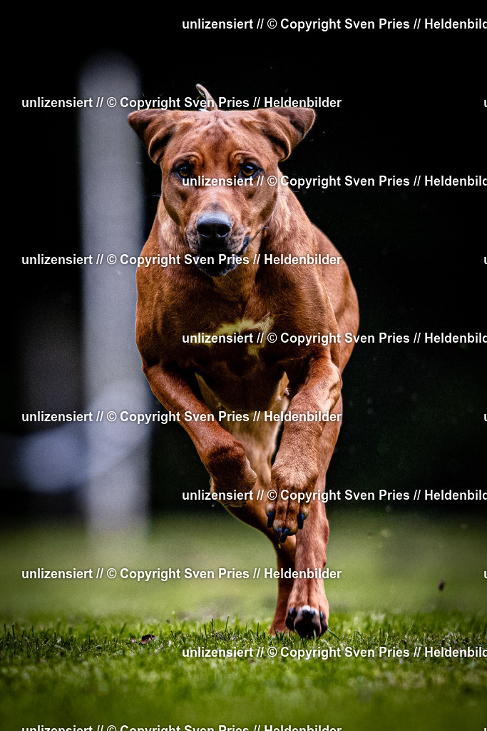 Sven Pries | 2025-10-03 - Hunderennen Obergrombach - Realisiert mit Pictrs.com