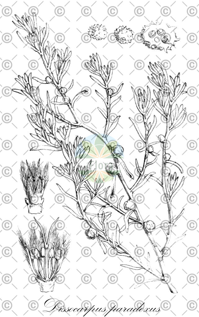 HistAbb_wfo-0000083032_1_ENZY_Simple | Historische Abbildung von Dissocarpus paradoxus - Amaranthaceae | Historical Illustration of Dissocarpus paradoxus - Amaranthaceae