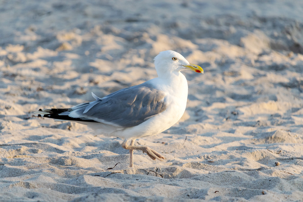 Wandbild: Möwe am Sandstrand | Dieses Wandbild im Querformat zeigt eine Möwe beim Strandspaziergang im Abendrot. Der Sandstrand im Hintergrund befindet sich dabei teilweise in der Unschärfe. - Realisiert mit Pictrs.com