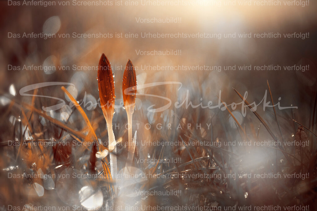 Ein Krokus Traum | orange Krokusse im Morgenlicht mit wunderschönem bokeh hintergrund - Realisiert mit Pictrs.com