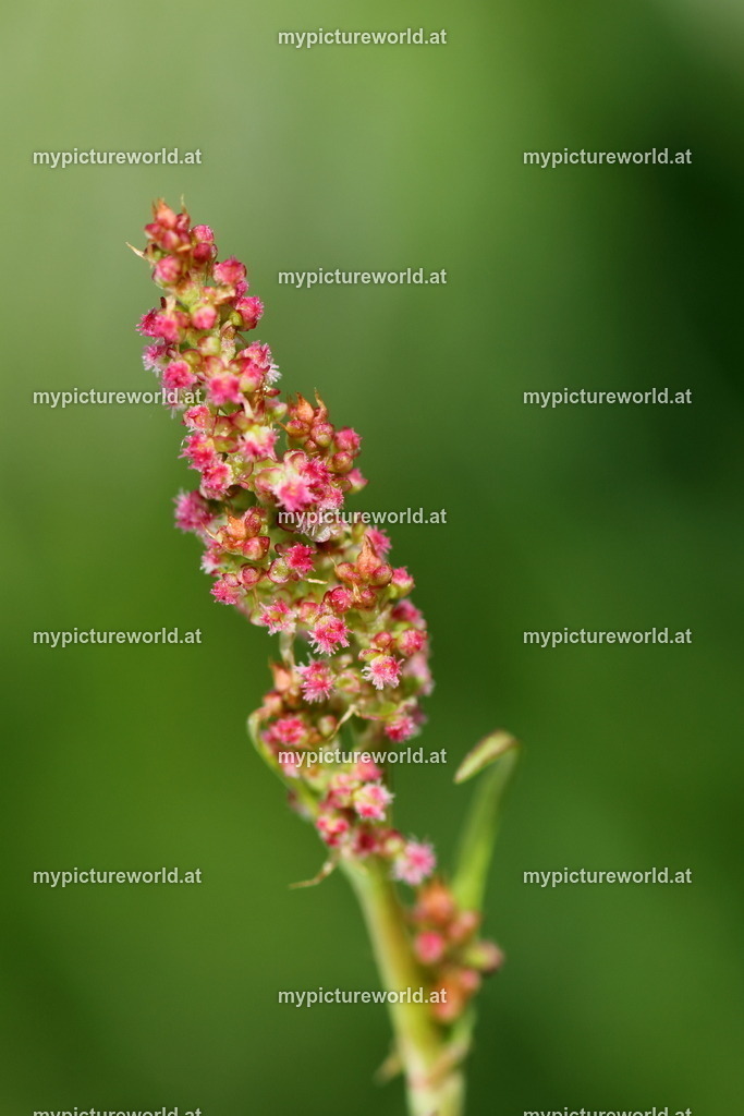 Wiesen-Sauerampfer-001 | Das Bilderarchiv über Tiere, Planzen und Landschaften. In der Bilddatenbank finden Sie ein große Auswahl an hochwertigen Bilder für Ihre Werbung - Realized with Pictrs.com