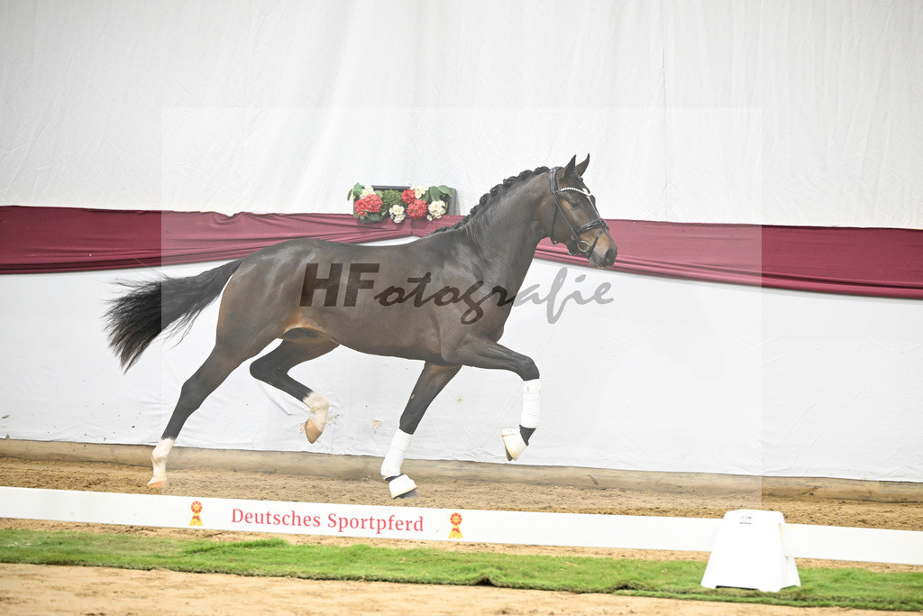 Kat-Nr. 53 Escanto PS x Dancier_Patrick Pongratz_47252000 | hf-fotografie - Realisiert mit Pictrs.com