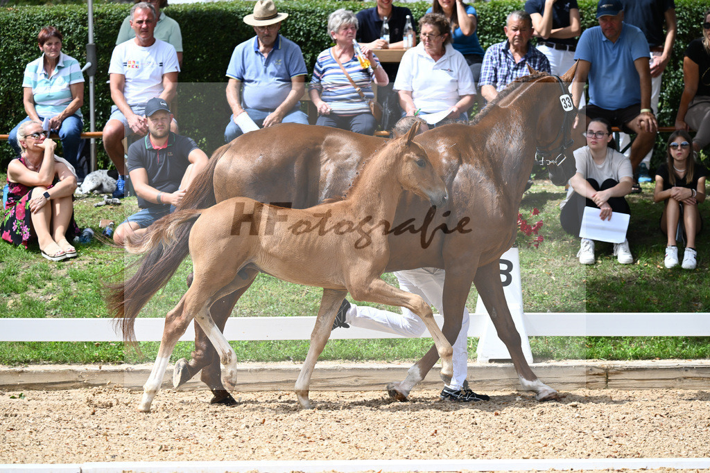 Kat-Nr. 33 HF DSP Va Bene x Rubinstein I_Hager_27230531 | hf-fotografie - Realisiert mit Pictrs.com