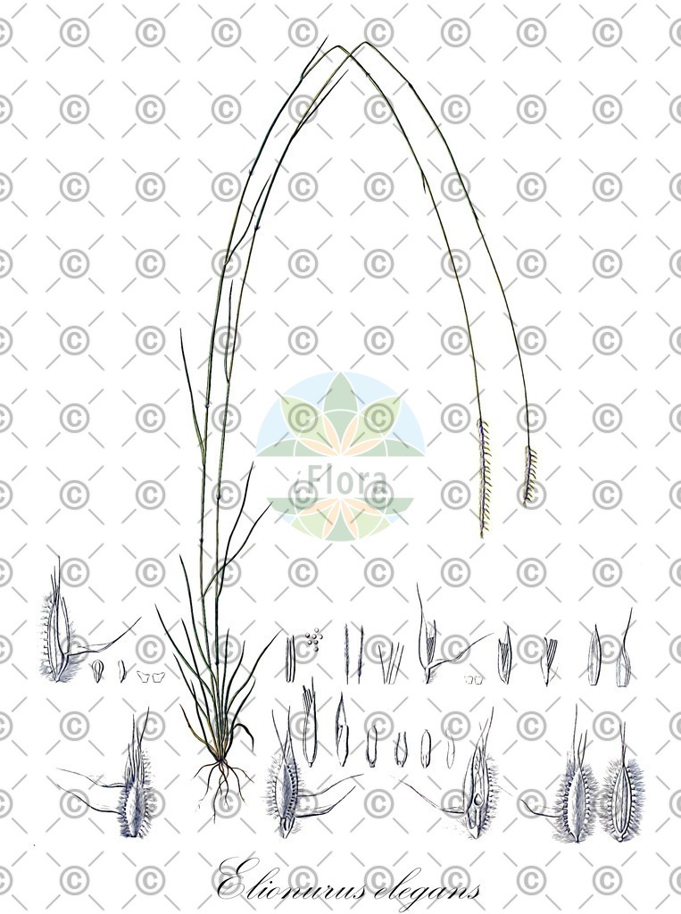 HistAbb_wfo-0000948191_1_ENZY_Simple | Historische Abbildung von Elionurus elegans - Poaceae | Historical Illustration of Elionurus elegans - Poaceae