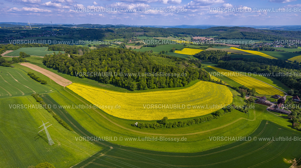 Lemgo240505455Feldlandschaft | Luftbild, Feldlandschaft, Hügellandschaft und Waldstück Steinberg mit Wiesen und gelben Rapsfeldern am Hellbach, Fernsicht mit blauem Himmel, Bavenhausen, Kalletal, Ostwestfalen, Nordrhein-Westfalen, Deutschland