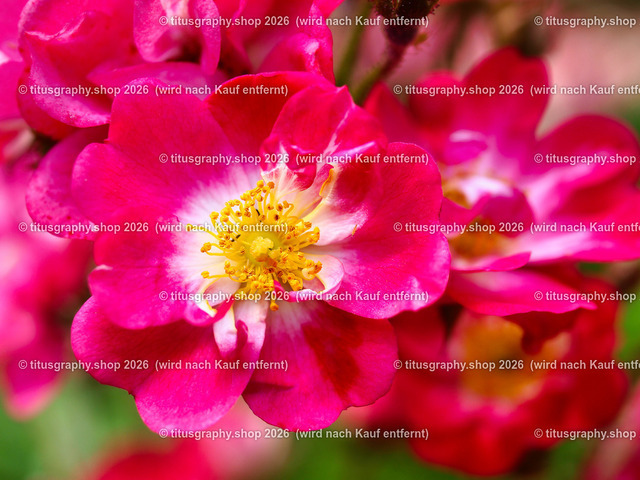titusgraphy_P7193493-vz-ln | titusgraphy-shop: Geschenkideen mit Qualitätsfotos. titusgraphy-shop: gift ideas with quality photos. titusgraphy-shop: idées cadeaux avec photos de qualité.  - Realisiert mit Pictrs.com