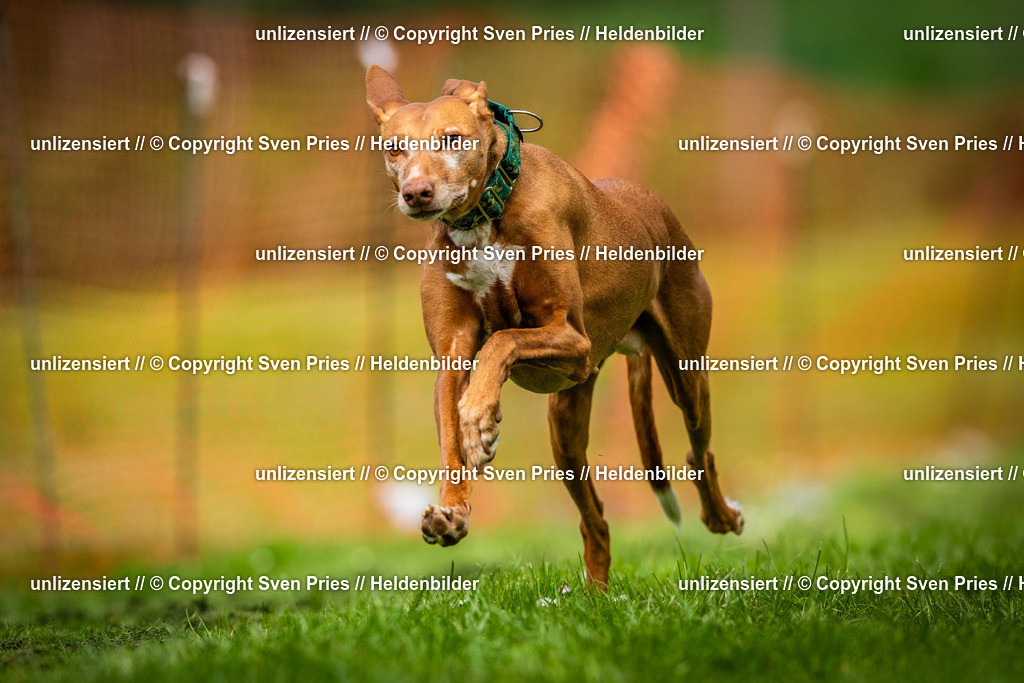 Sven Pries | 2025-04-13 - Hunderennen Baden-Baden - Realisiert mit Pictrs.com