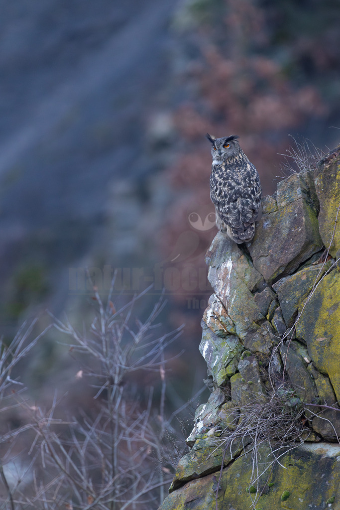 R5M23146_20260220 | Ein majestätischer Uhu (Bubo bubo) sitzt auf einem moosbewachsenen Felsen und blickt aufmerksam nach rechts. Sein Gefieder zeigt eine charakteristische Tarnzeichnung in Brauntönen und Grau, die ihn gut in die felsige Umgebung einfügt. Der Hintergrund ist unscharf und zeigt eine natürliche Landschaft mit gedämpften Farben. - Realisiert mit Pictrs.com