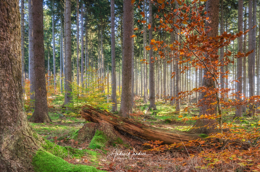 Herbststimmung | Andre Wandrei - Nature Artworx - Realisiert mit Pictrs.com