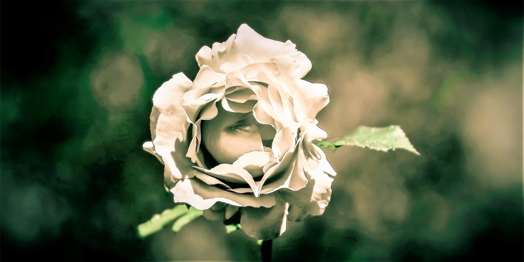 The crying rose | HINWEIS:Das Format des Werkes ist für FineArt Hahnemüle nicht geeignet!