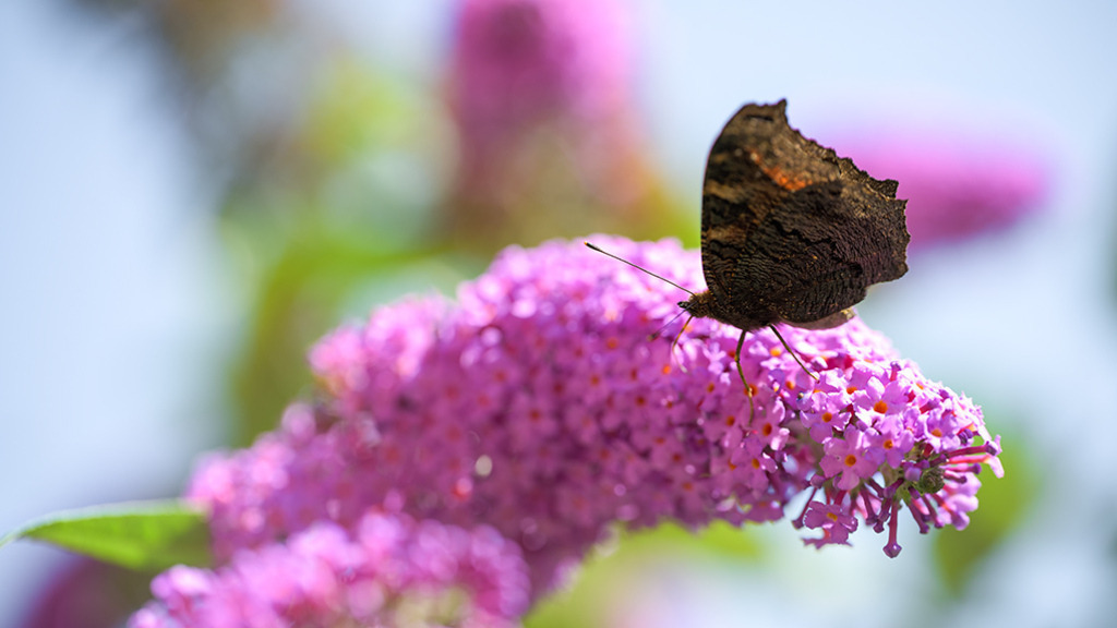 Tagpfauenauge Schmetterling | Auf der rosa Blütenrispe eines Schmetterlingsflieders sitzt ein Schmetterling, ein Tagpfauenauge mit hochgestellten Flügeln. Der Hintergrund ist pastellfarben und weich gehalten. — Auflösung des Originals: 8256 x 4644 px. - Realisiert mit Pictrs.com