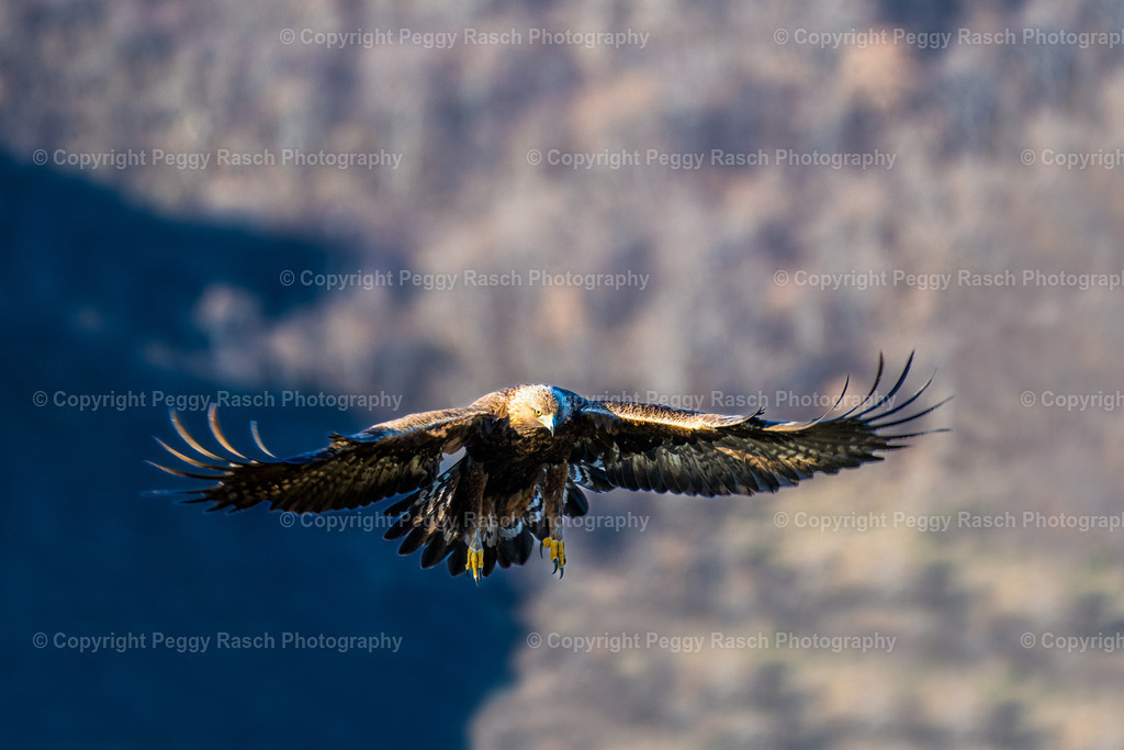 Steinadler (14) | PeggyRaschPhotography - Realisiert mit Pictrs.com