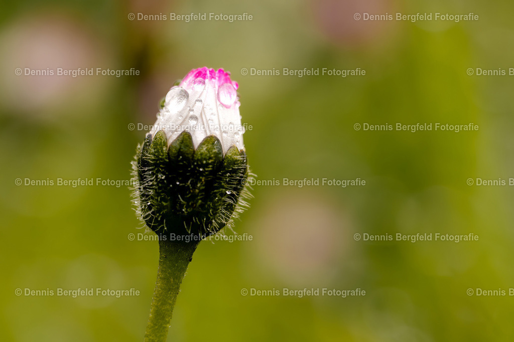 Flower 25 | Entdecken Sie Natur, Makro und Tierfotografie von Dennis Bergfeld.Besondere Momente und Details der Natur, hochwertig als Foto und Wandbild erhältlich. - Realisiert mit Pictrs.com
