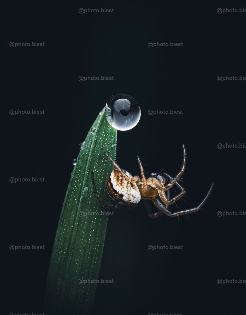 The Acrobat | Winzig hoch 3: eine winzige Spinne, an einem winzigen Grashalm mit einem winzigen Wassertropfen. - Realisiert mit Pictrs.com