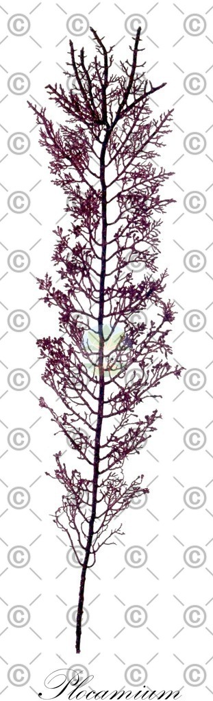 HistAbb_63NY6_5_ENZY_Simple | Historische Abbildung von Plocamium - Plocamiaceae (0) | Historical Illustration of Plocamium - Plocamiaceae (0)