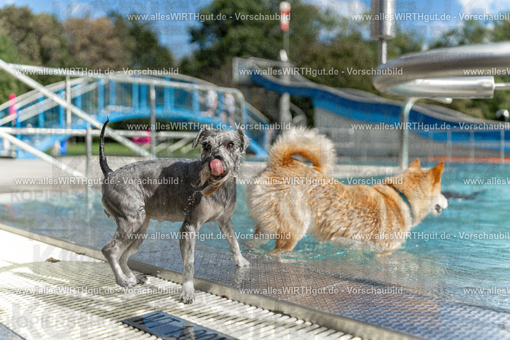 Hundeschwimmen_Volksbad_2026-allesWIRTHgut_Tierfotografie-2609061520-7R501443 | Professionelle Tierfotografie in Mönchengladbach von Daniel Wirth (allesWIRTHgut). Liebevolle & natürliche Bilder von Hunden & Katzen für unvergessliche Erinnerungen.