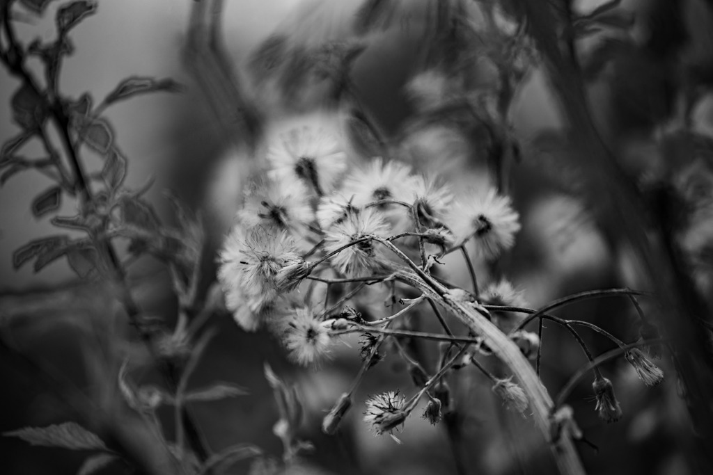 Abgeblüht | Detail einer abgeblühten Blume - Realisiert mit Pictrs.com