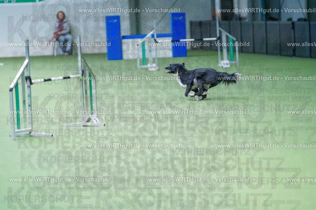 @allesWIRTHgut_Tierfotografie - www.allesWIRTHgut.de - 2604261132-7R509667 | Professionelle Tierfotografie in Mönchengladbach von Daniel Wirth (allesWIRTHgut). Liebevolle & natürliche Bilder von Hunden & Katzen für unvergessliche Erinnerungen.