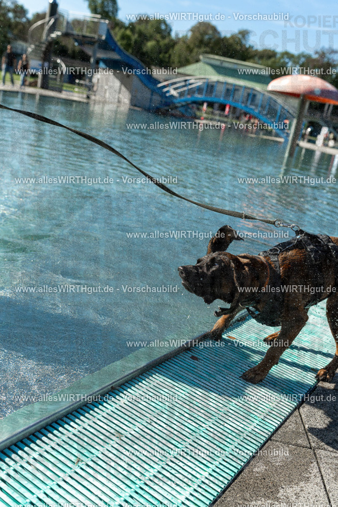 Hundeschwimmen_Volksbad_2026-allesWIRTHgut_Tierfotografie-2609061030-094027-7R508918 | Professionelle Tierfotografie in Mönchengladbach von Daniel Wirth (allesWIRTHgut). Liebevolle & natürliche Bilder von Hunden & Katzen für unvergessliche Erinnerungen.