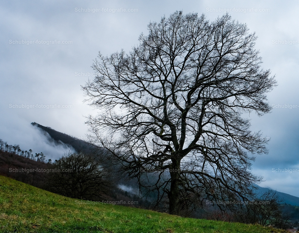 Baum | Baum am Hang - Realisiert mit Pictrs.com