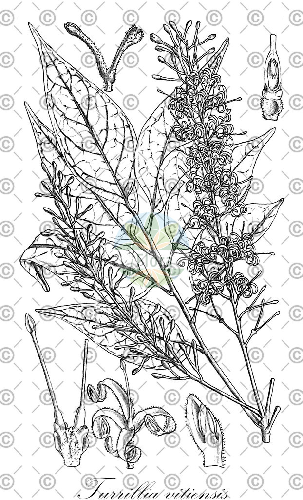 HistAbb_647VD_1_ENZY_Simple | Historische Abbildung von Turrillia vitiensis - Proteaceae | Historical Illustration of Turrillia vitiensis - Proteaceae