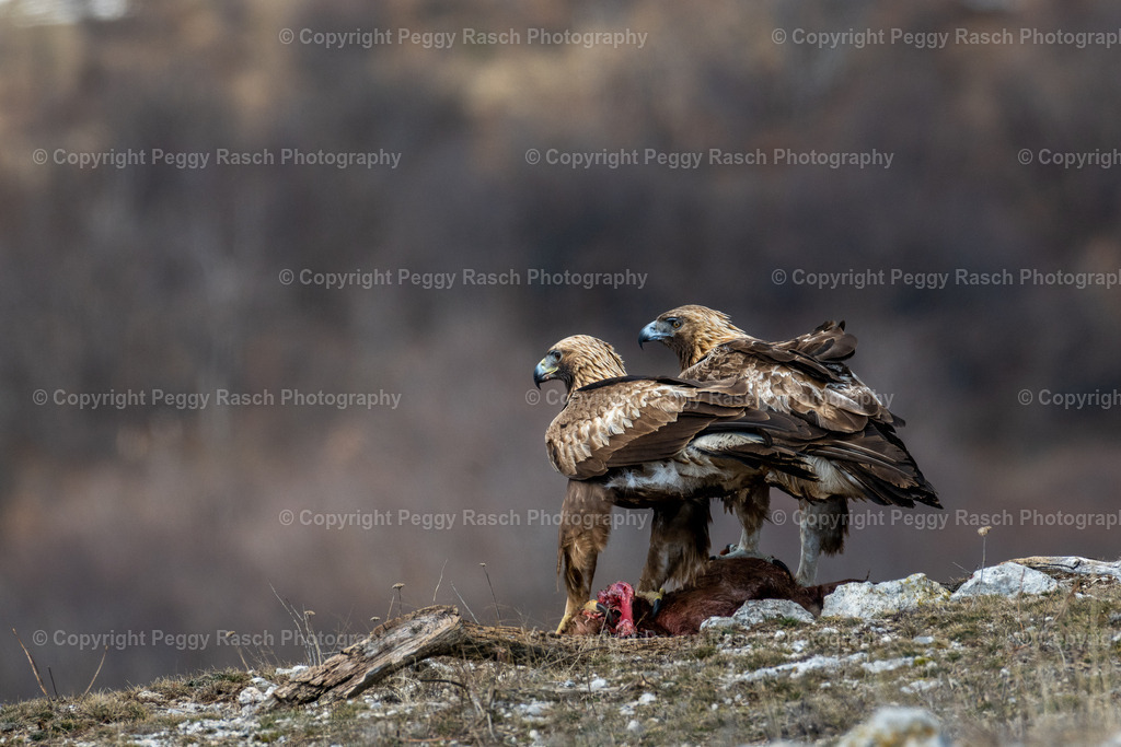 Steinadler (4) | PeggyRaschPhotography - Realisiert mit Pictrs.com