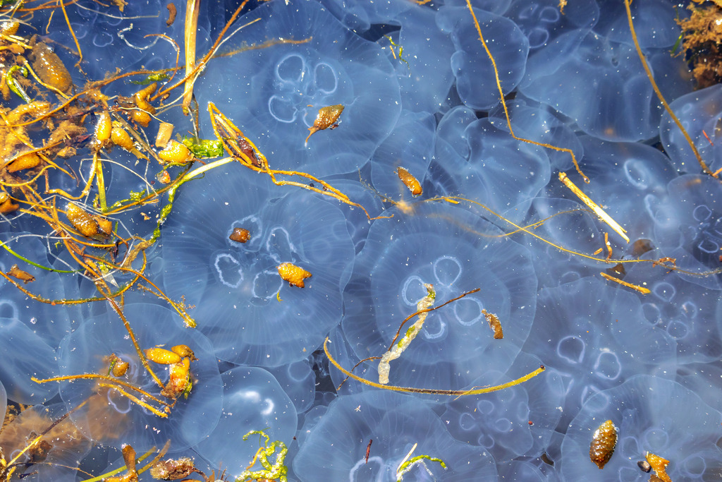 Akustikbild: Quallen und Seetang | Dieses schöne Wandbild im Querformat zeigt zahlreiche Quallen im Meer. Zwischen den einzelnen Quallen befindet sich Seetang.  - Realisiert mit Pictrs.com