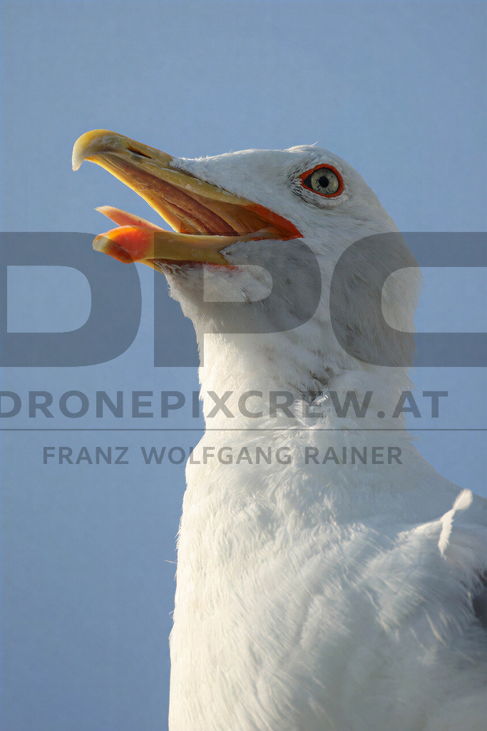 Yellow-legged Gull (Larus michahellis) | Yellow-legged Gull (Larus michahellis), a large gull species commonly found along Mediterranean coasts, rocky shorelines, harbours and coastal areas. - Realisiert mit Pictrs.com