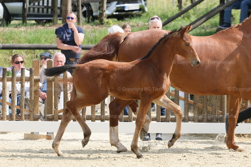 TrakFohlenschHennef17052025MC3H5A7523B | Pferdefotos online bestellen - Realisiert mit Pictrs.com
