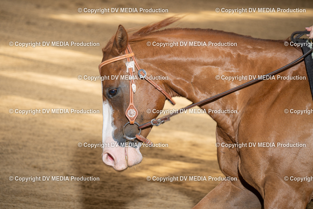 DSC00062 | dv-media-shop - Realisiert mit Pictrs.com