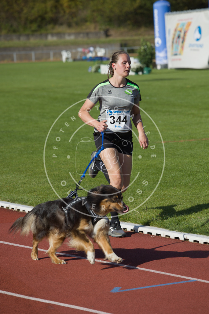 0L8A9229 | Hundefotografie, Tierfotograf, Pfotenfotografie, Fotoshooting Hund, Hunde Portrait, Hundesport, Hundeportraits, Heideshooting, Hunde, Sportfotograf, Hundefotograf, Turnierhundsport, THS,  - Realisiert mit Pictrs.com