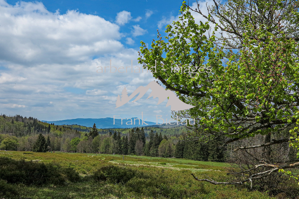 IMG_2064 | Blick vom Hochschachten zum Grossen Arber