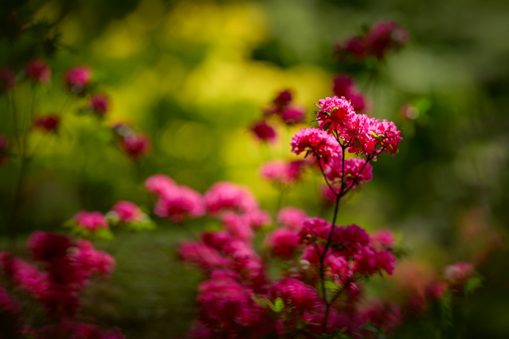 Rhododendron weinrot | Geheimnisvoll und wunderschön erheben sich die weinroten Blüten dieses Rhododendrons vor dem grün-gelben Hintergrund. — Auflösung des Originals: 8256 x 5504 px. - Realisiert mit Pictrs.com