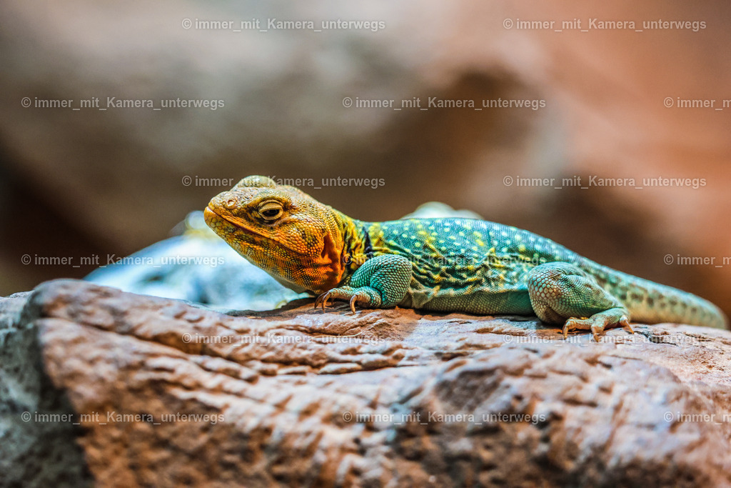 PSX_4450 | immer_mit_kamera_unterwegs