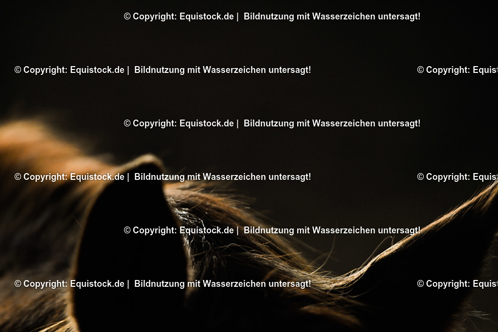 TS_20171225_Details_Fuchs_0002 | Foto: Thomas Hartig